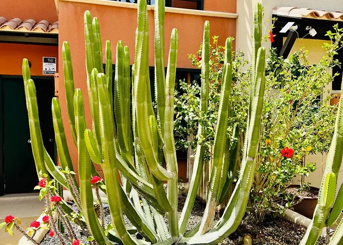 Take It Easea San Miguel de Abona